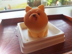 -柴犬高等学院·狗咖·柴犬售卖·宠物训练