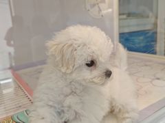 -翊宠yipet猫狗购宠庄园犬舍•猫舍