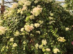 -南通洲际绿博园