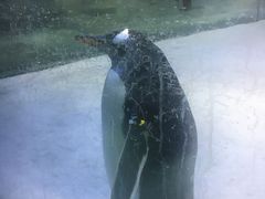 -芜湖新华联大白鲸海洋公园