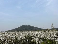 -树山生态村