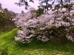 -名古屋城