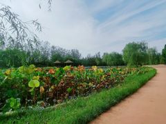 -日照海滨国家森林公园