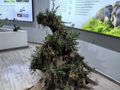 -野象谷景区