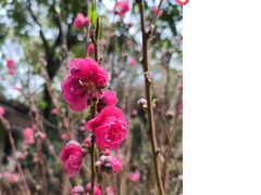 -桃花涧