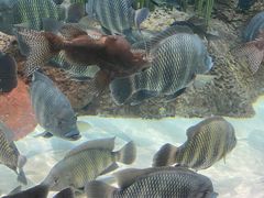 -上海海洋水族馆