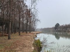 -合肥滨湖国家森林公园