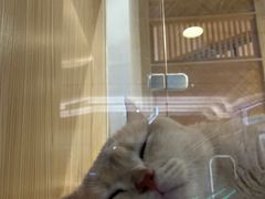-屋虎猫馆(宝安大仟里店)