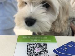 -全心全意连锁动物医院·微创中心·内科急重症·心脏专科(丰管路店)