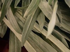 -老雒阳面馆·水席(偃师店)