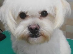 -宠颐生宠物医院·骨外科·犬猫全科诊疗中心(池州店)