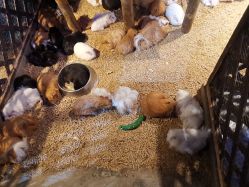 -酷嗒动物文化乐园(cutezoo西溪乐天城店)