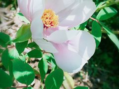 -花溪公园