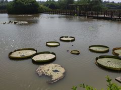 -大湾区中央湿地公园