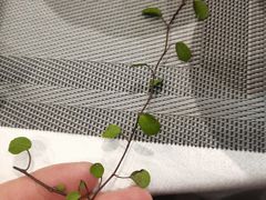 -高第街56号餐厅(邹城新一中店)