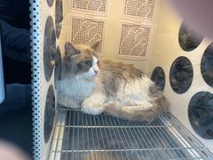 -中农国际动物医院24小时·猫科·骨科·急重症中心