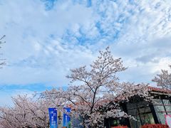-高东镇樱花园