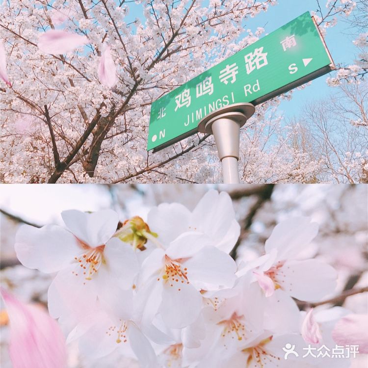 梦回金陵🌸我在樱花树下等你