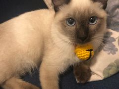 -袖虎·猫馆(体育西路店)