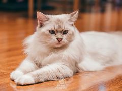 -绒爪撸猫下午茶·猫咖
