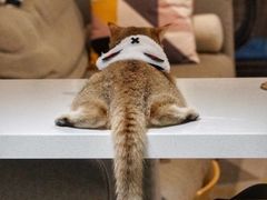 -东方名猫馆·英短金渐层布偶猫舍(环线广场1号楼店)