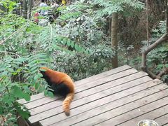 -成都大熊猫繁育研究基地
