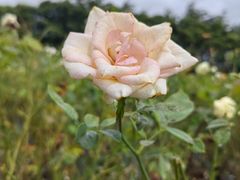 -亚龙湾国际玫瑰谷