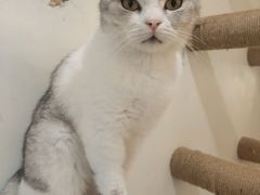 -共舞时光猫咖·狗咖(新街口店)