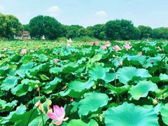 -洪湖生态旅游区