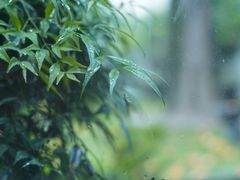 -大可堂普洱茶馆(襄阳南路馆)