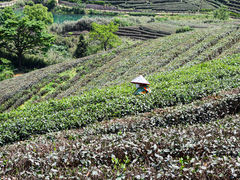 -龙坞茶村