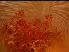 -Dragonfly悠庭·按摩Spa(静安嘉里中心店)