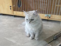 -猫力发电所·宠物专门店
