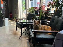 -百好乐宠物友好餐厅(朝外大街店)