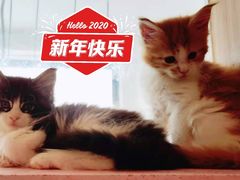 -十年猫舍·猫咪专门店(普陀店)