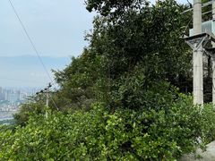 -南山植物园