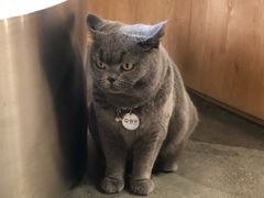 -more than meow吴止猫主题餐厅(承德 中船汇店)