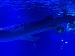 -烟台海昌鲸鲨海洋公园