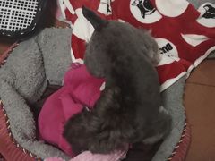 -Goku PET SHOP宠物视觉生活馆(双井店)