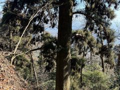 -天目山大树王景区