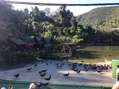 -西双版纳原始森林公园