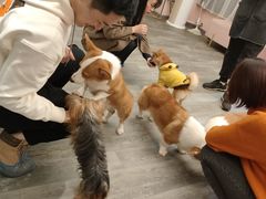 -浣熊柯尔鸭土拨鼠·电玩咖
