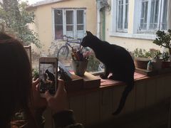 -海边的猫和咖啡馆