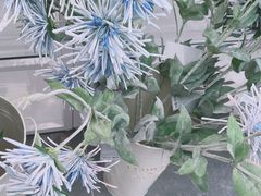 -Blueglass酸奶(财富购物中心店)