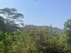 -深圳仙湖植物园