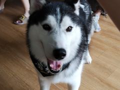 -Husky Go! 哈士奇体验馆·宠物咖啡厅狗咖