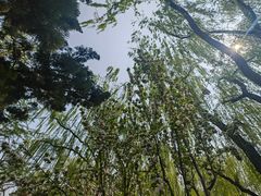 -菖蒲河公园