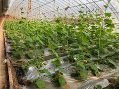 -万源龙顺度假庄园生态观光园