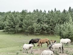 -塞罕坝国家级自然保护区