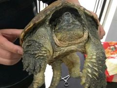 -荣耀金沙动物医院(清江西路店)